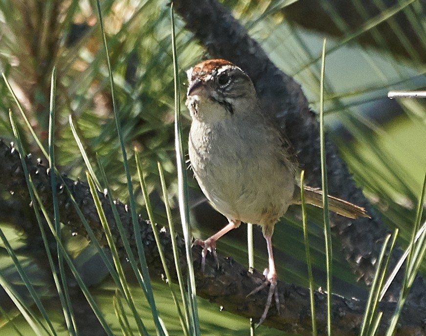Rufous-crowned Sparrow - ML162381491