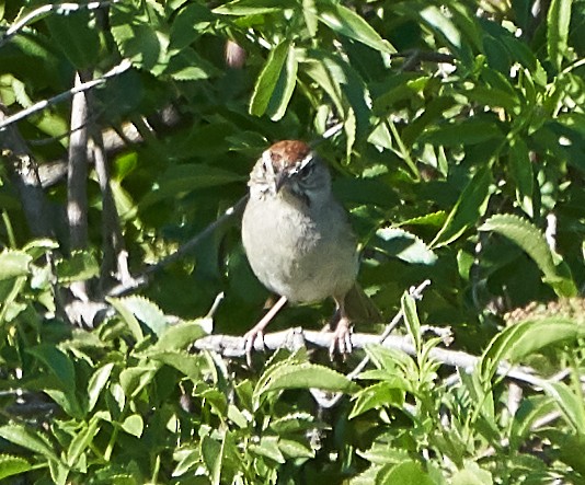 Rufous-crowned Sparrow - ML162381501