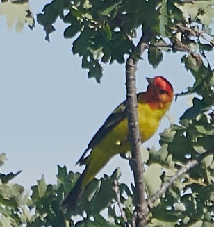 Western Tanager - ML162381541