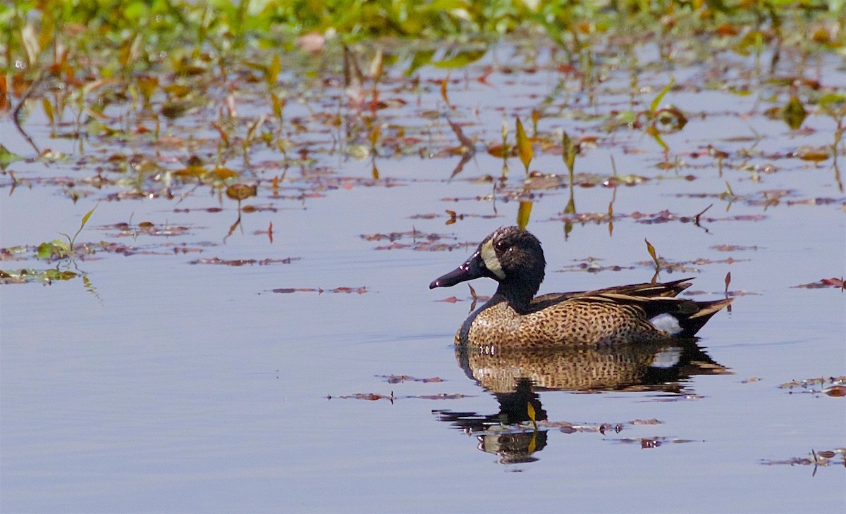 Blue-winged Teal - Kathryn Keith