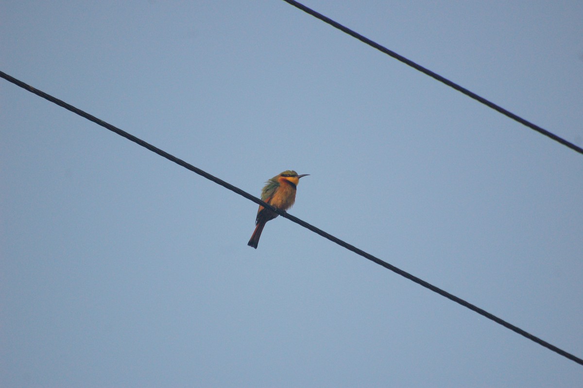 Little Bee-eater - ML162389051