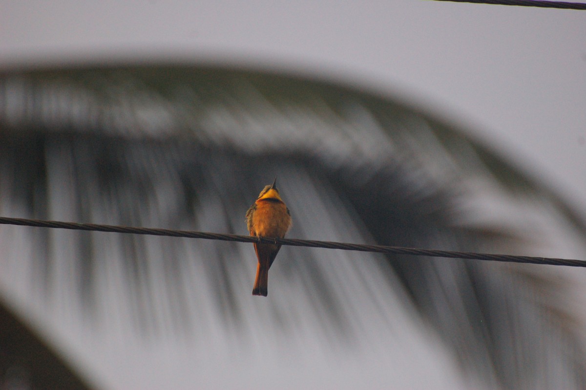 Little Bee-eater - ML162389091