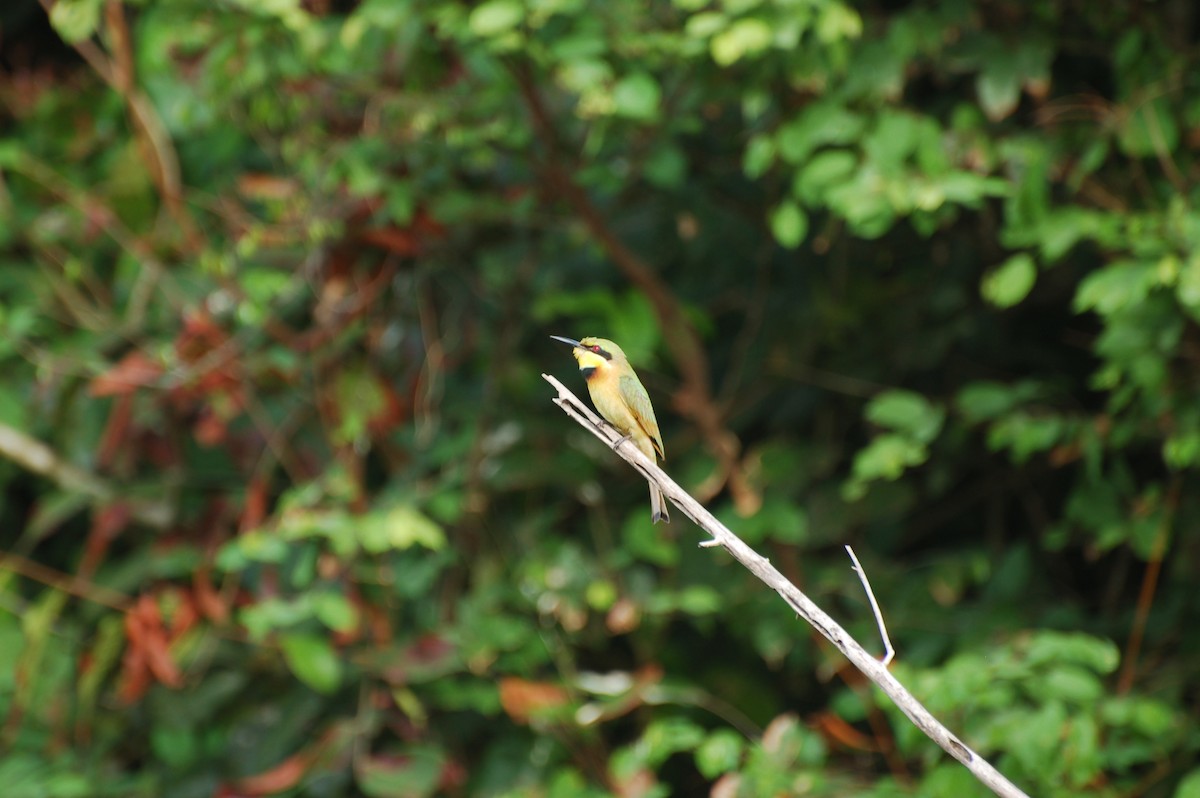 Little Bee-eater - ML162389991