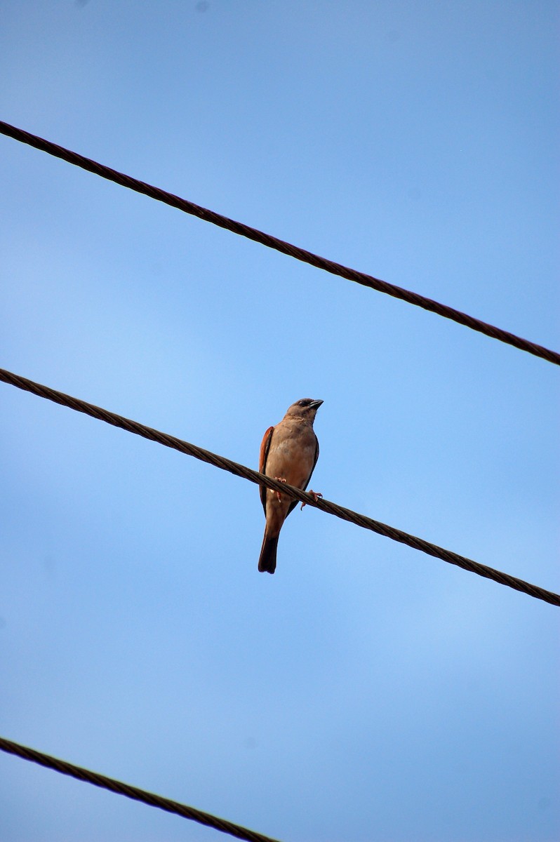 Northern Gray-headed Sparrow - ML162390481