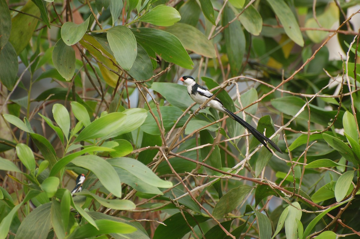 Pin-tailed Whydah - ML162390561