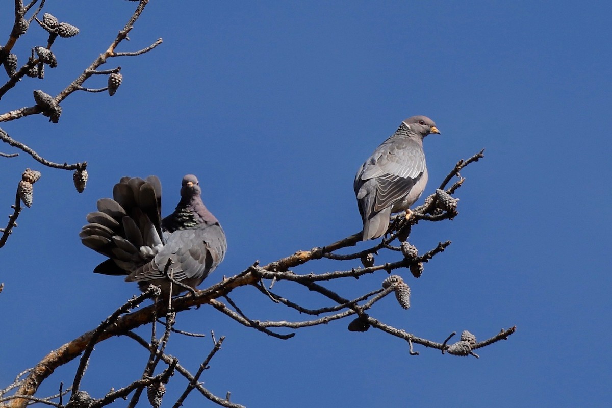 Band-tailed Pigeon - ML162390991
