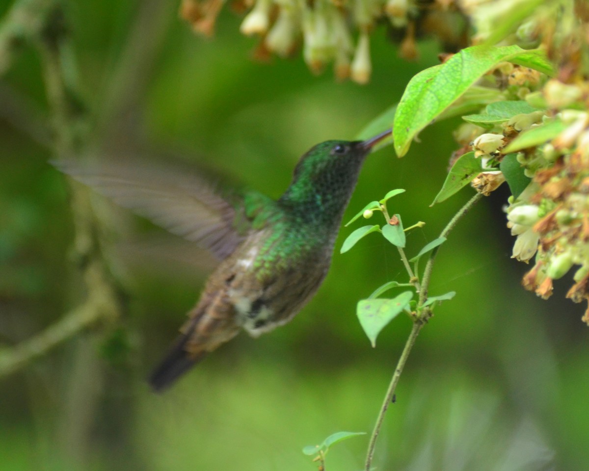 Green-bellied Hummingbird - ML162391851
