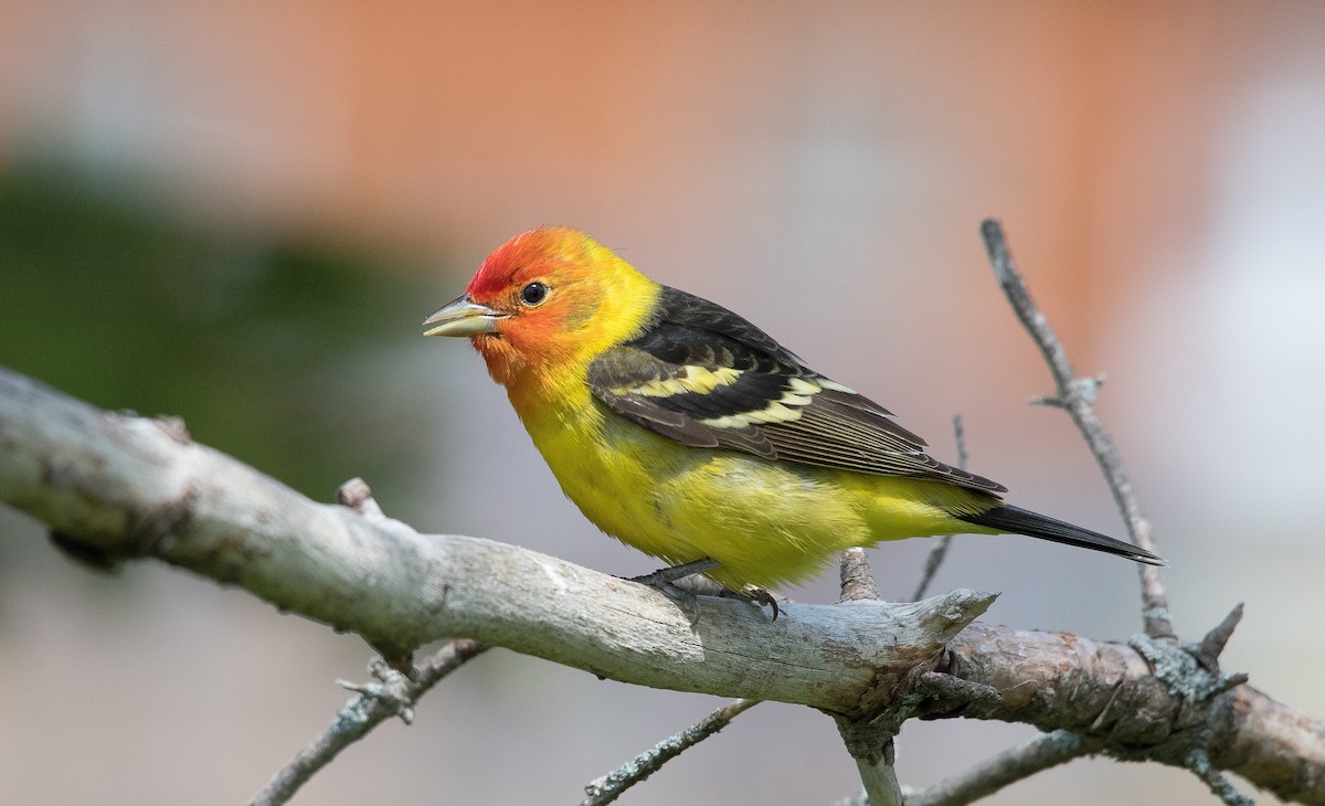 Western Tanager - ML162392001