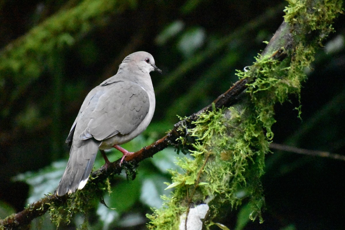 White-tipped Dove - Rhiannon Thunell