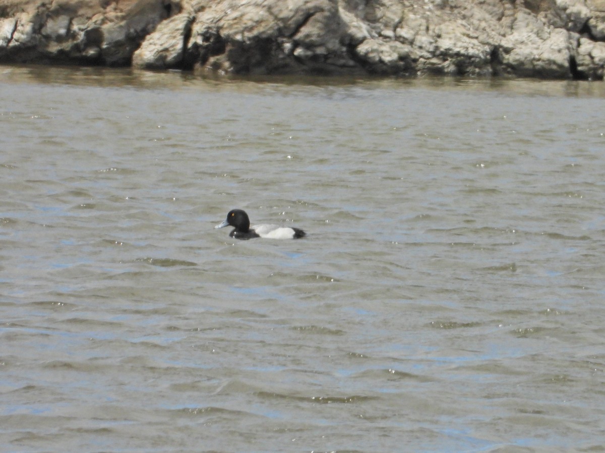 Greater Scaup - Bill Holland