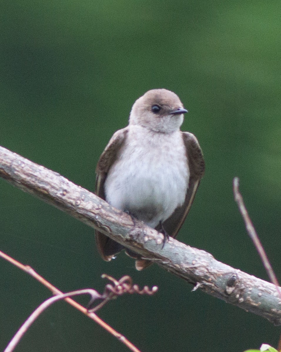 Northern Rough-winged Swallow - ML162399791