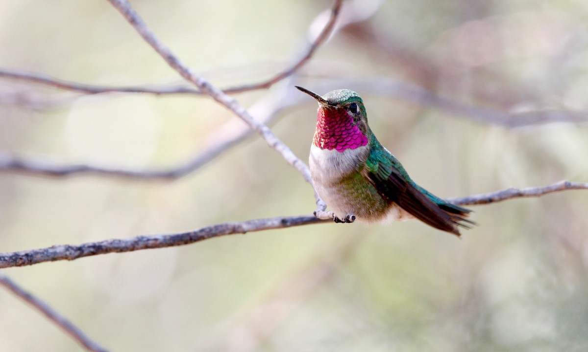 Broad-tailed Hummingbird - ML162406121
