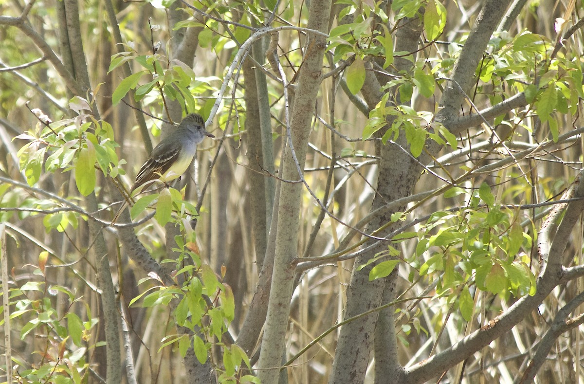 Great Crested Flycatcher - ML162407471