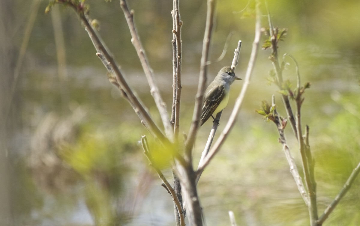 Great Crested Flycatcher - ML162407961