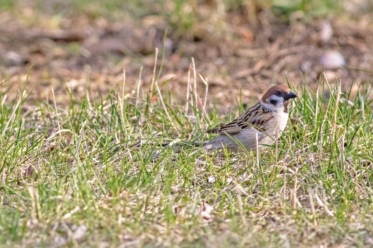 Eurasian Tree Sparrow - ML162412471