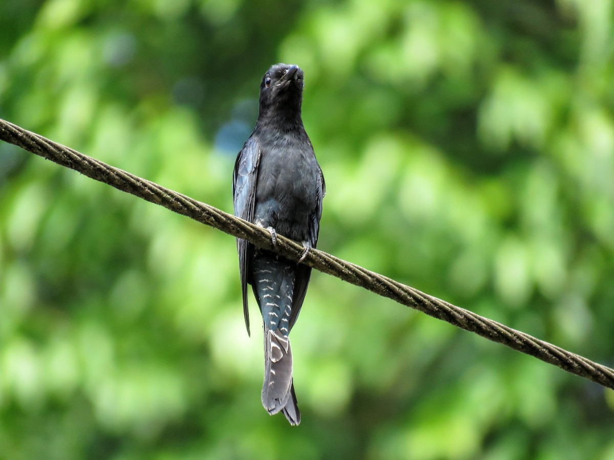 Square-tailed Drongo-Cuckoo - ML162413181