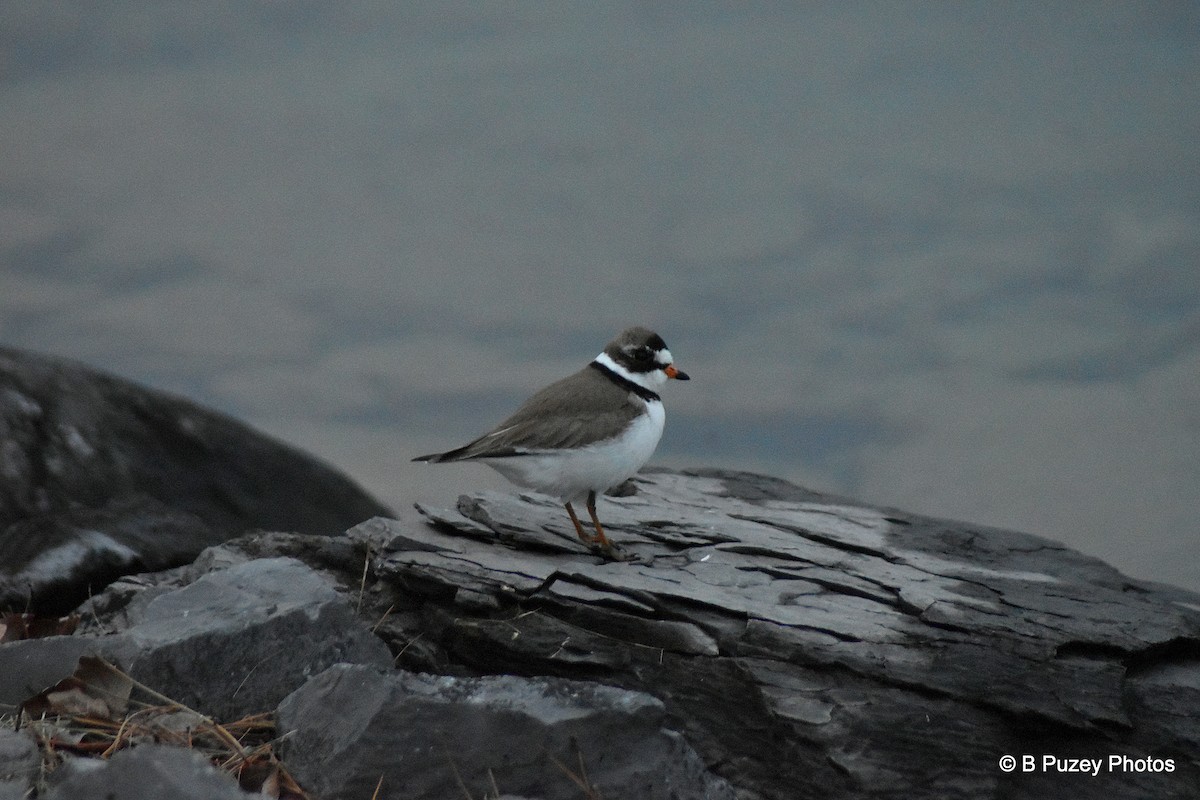 Semipalmated Plover - Todd Brown