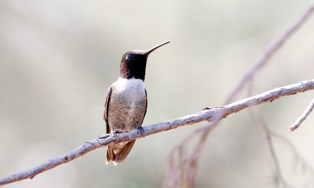 Black-chinned Hummingbird - Aaron Boone