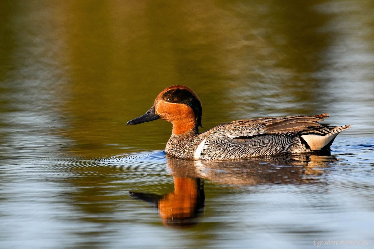 Green-winged Teal - ML162417011