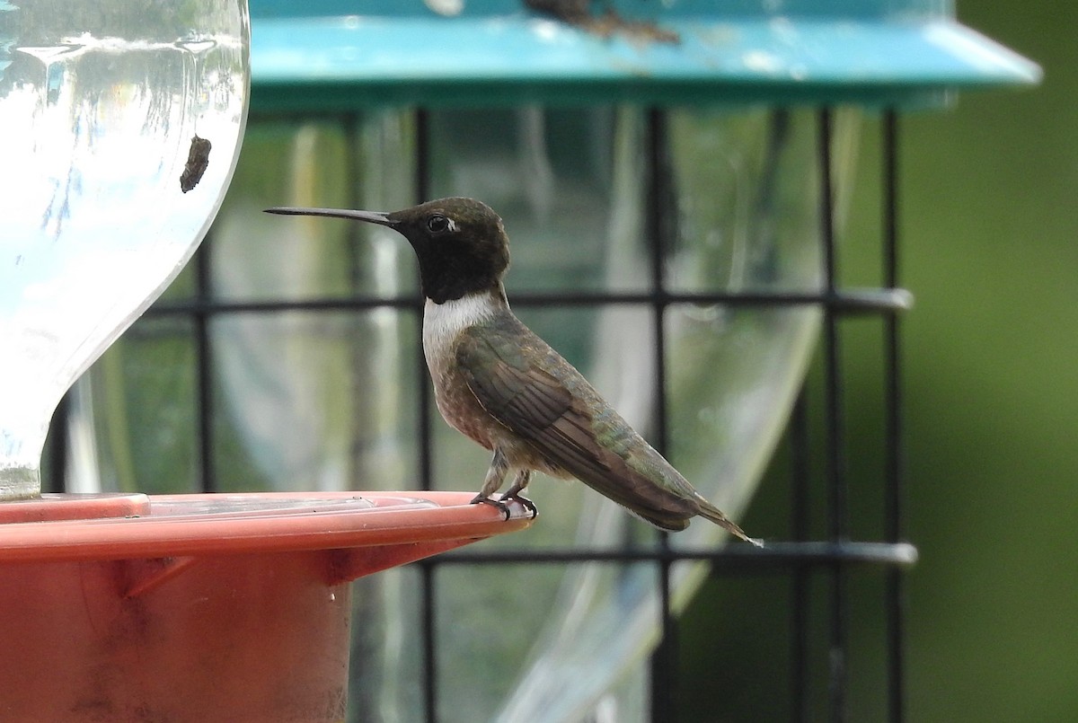 Black-chinned Hummingbird - ML162418171