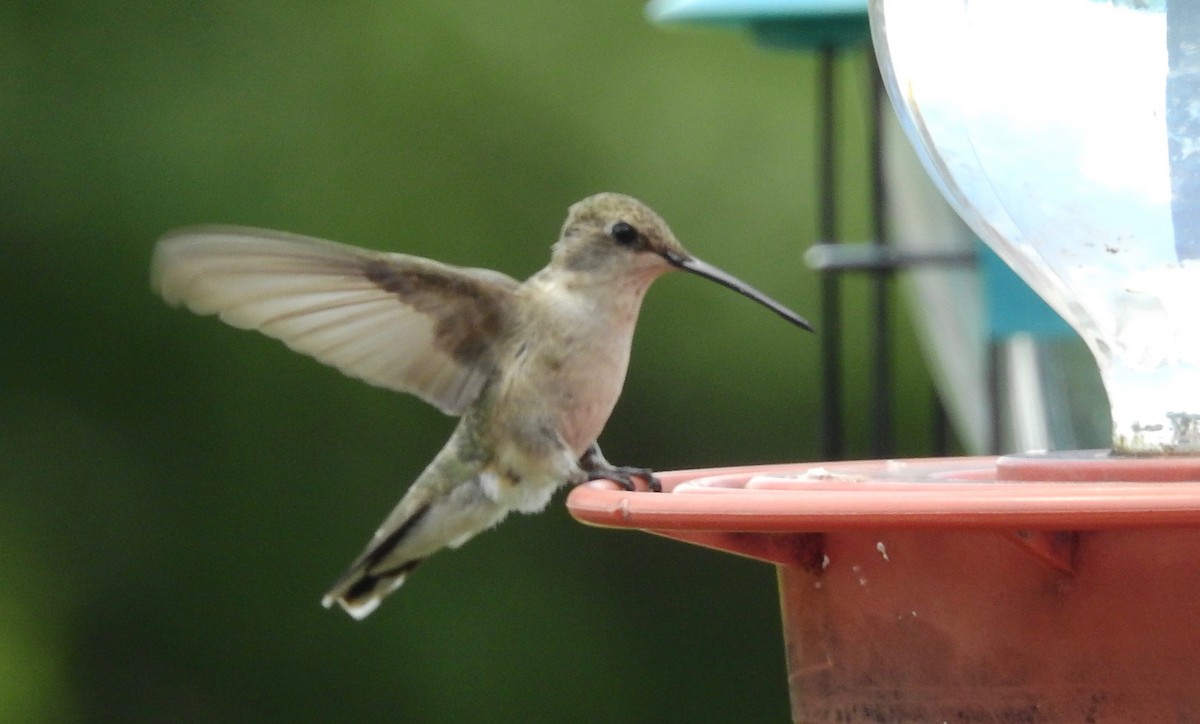 Black-chinned Hummingbird - ML162418241