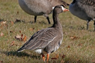 Greater White-fronted Goose, ML162419121