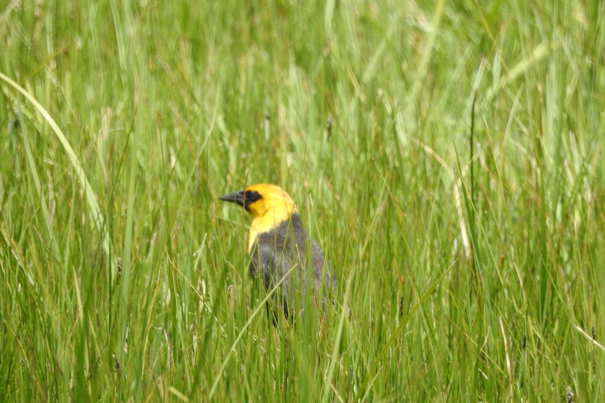 Yellow-headed Blackbird - ML162420301