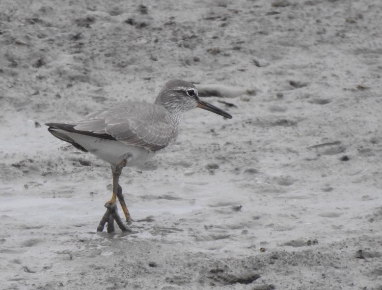 Gray-tailed Tattler - Anonymous