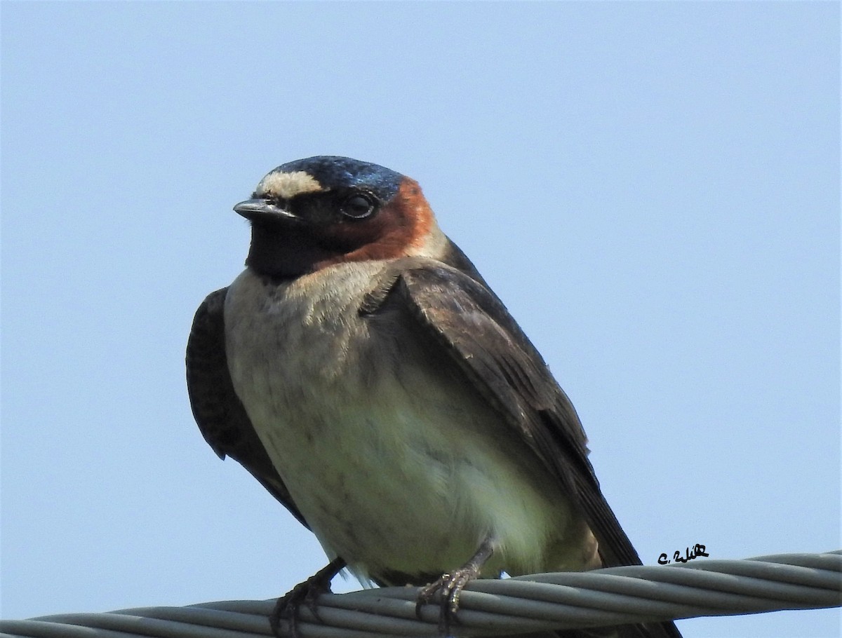 Cliff Swallow - Clayton Will