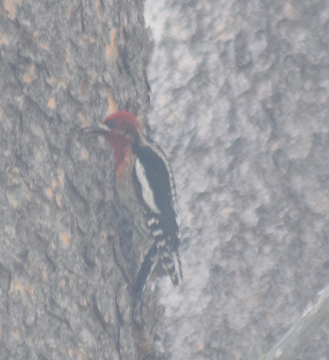 Red-breasted Sapsucker - ML162428421
