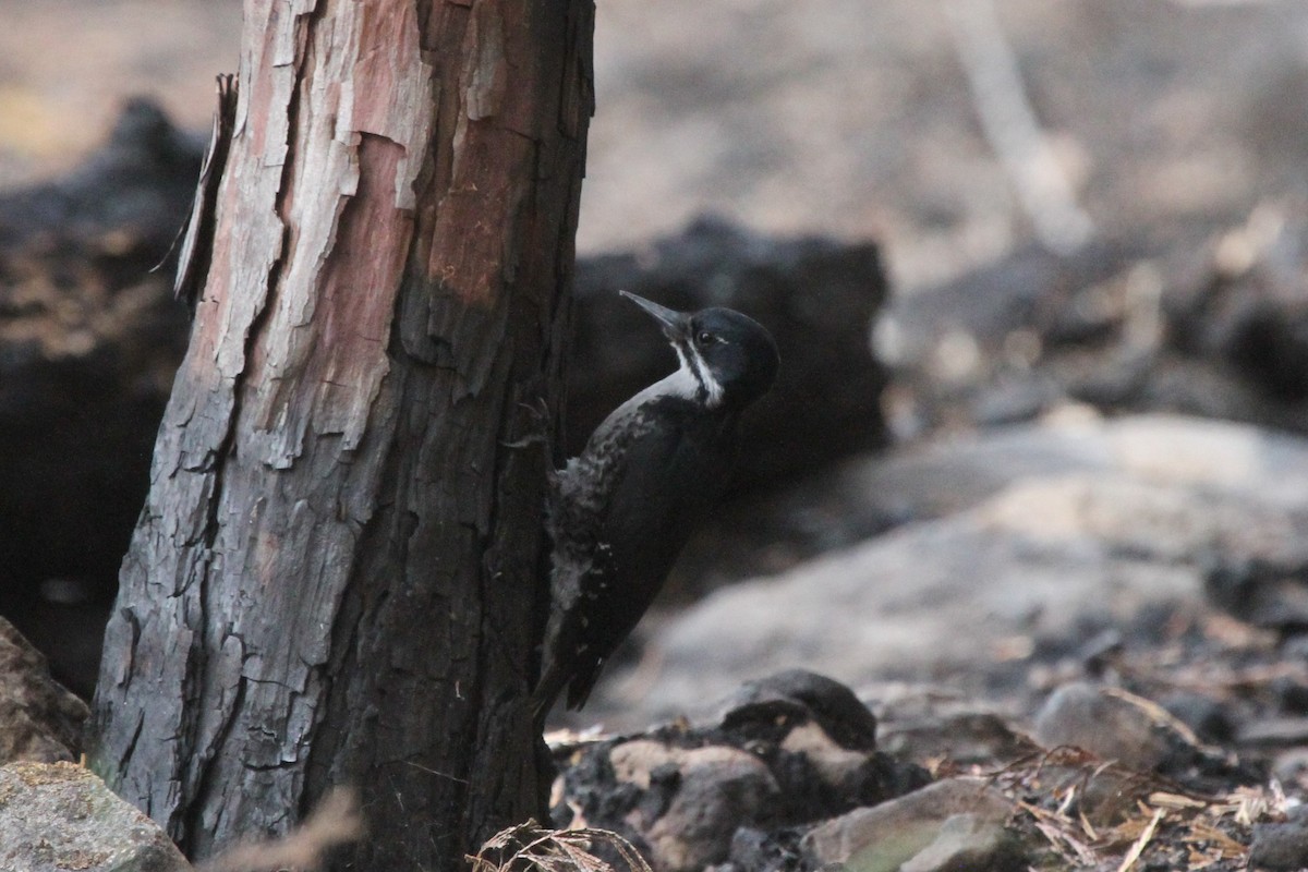 Black-backed Woodpecker - ML162428791