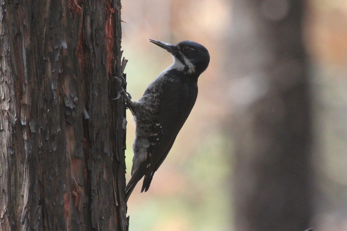 Black-backed Woodpecker - ML162428881