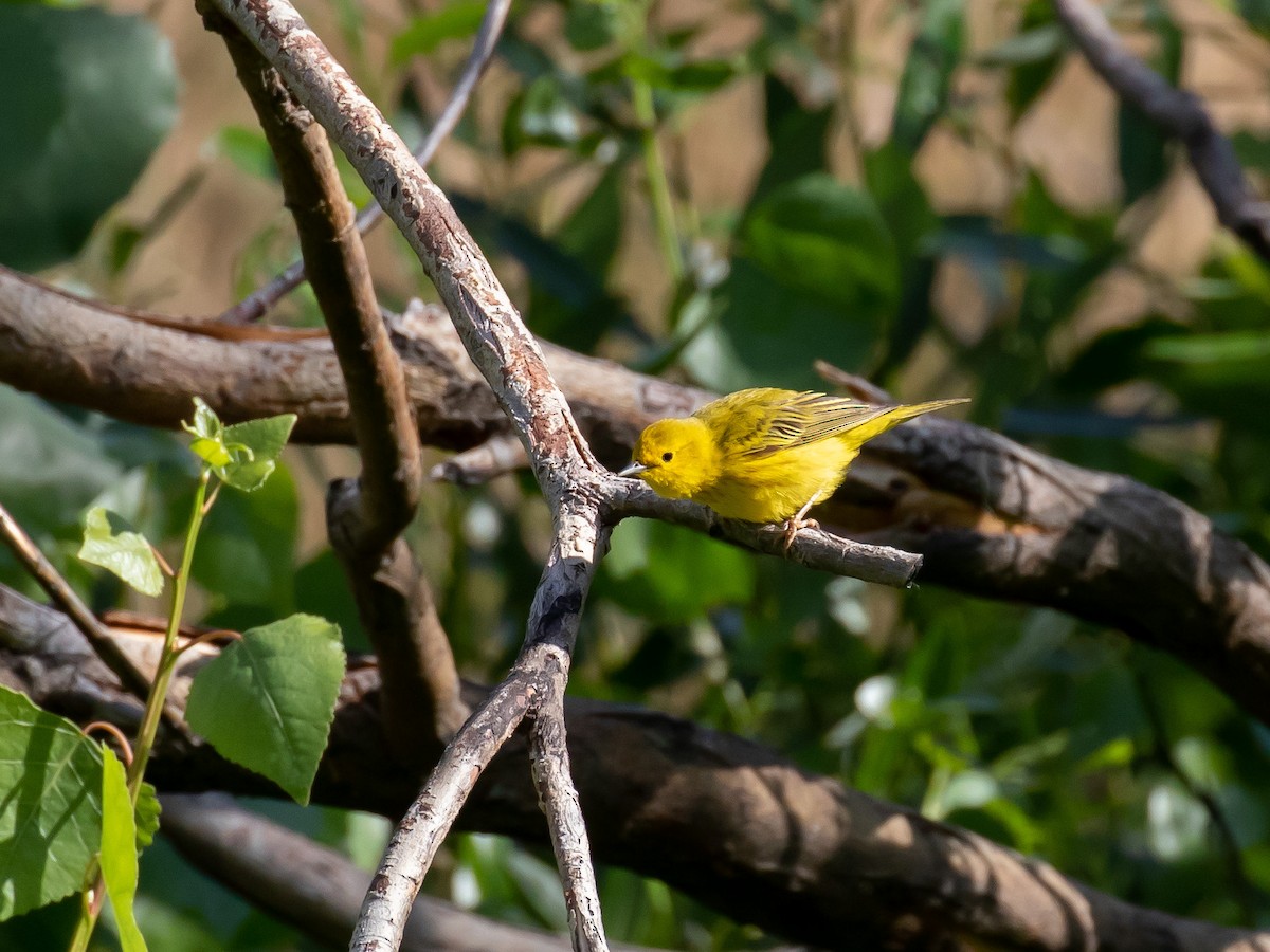 Yellow Warbler - Bruce Aird
