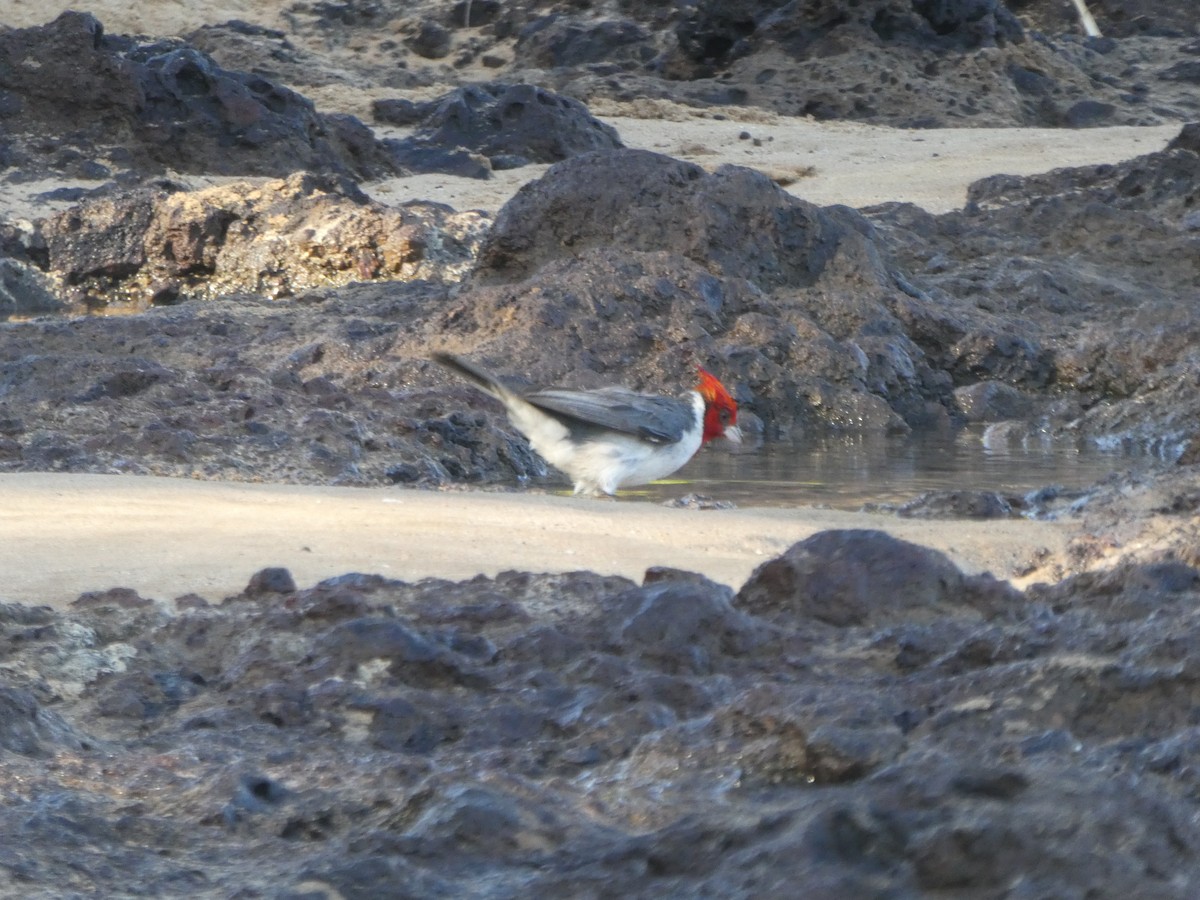Red-crested Cardinal - ML162432481