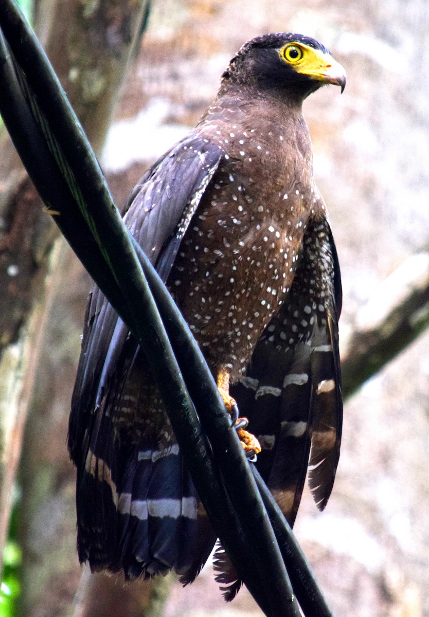 Andaman Serpent-Eagle - Rakesh Bandol