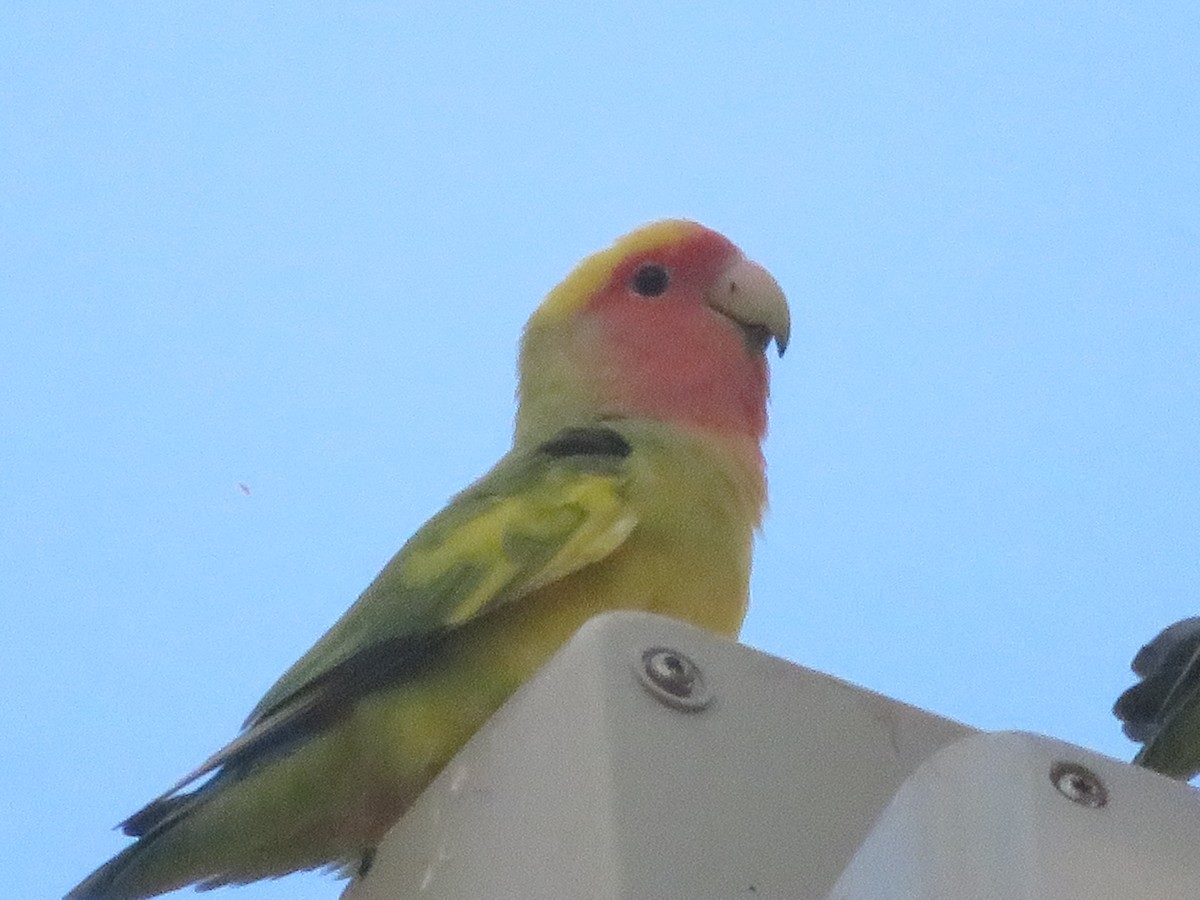 Rosy-faced Lovebird - TK Birder