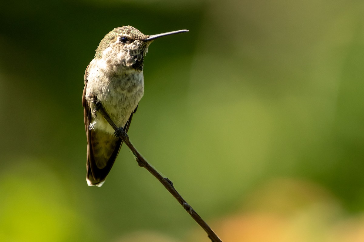 Anna's Hummingbird - ML162434241
