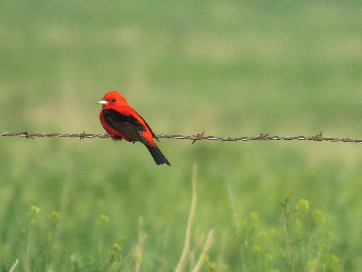 Scarlet Tanager - ML162434591
