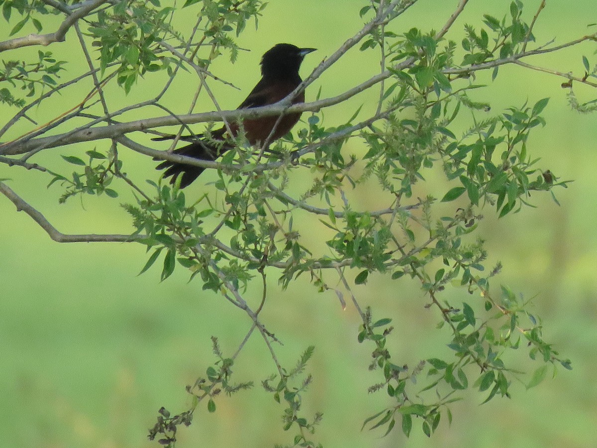 Orchard Oriole - ML162434811