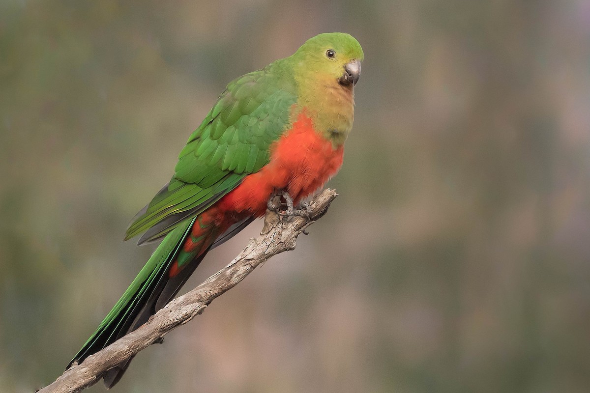 Australian King-Parrot - Terence Alexander