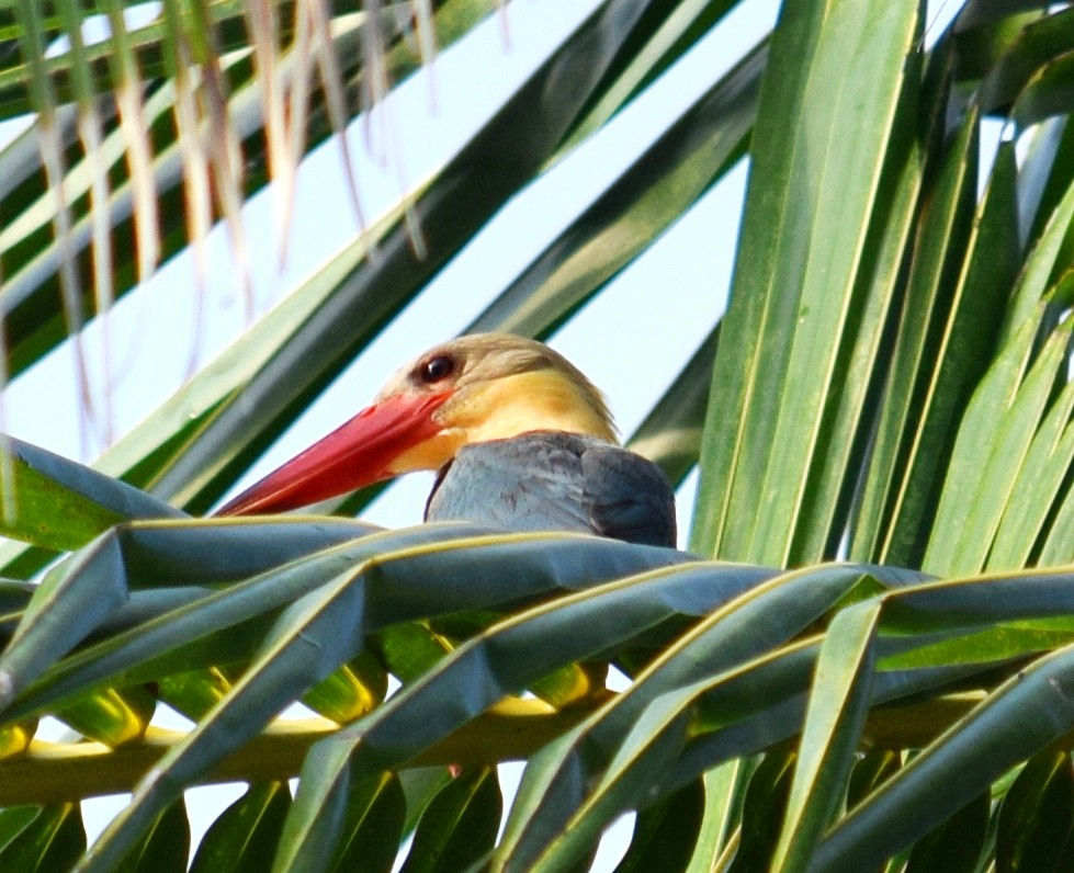 Stork-billed Kingfisher - Rakesh Bandol