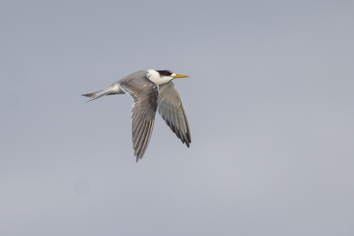 Great Crested Tern - ML162435611