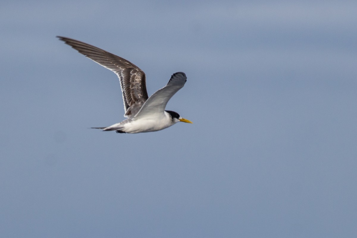 Great Crested Tern - ML162435621