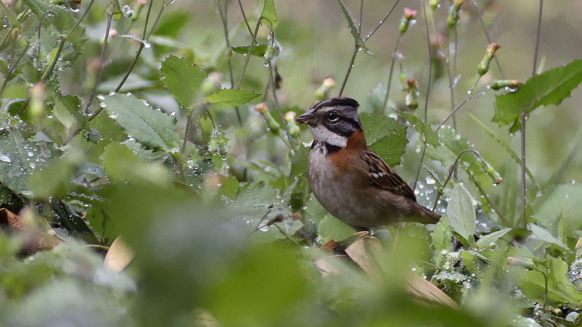 Rufous-collared Sparrow - Germán  Correa Jaramillo