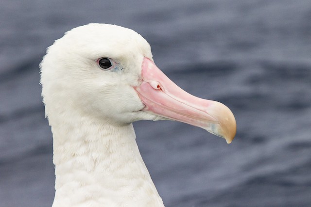 ワタリアホウドリ Gibsoni Ebird
