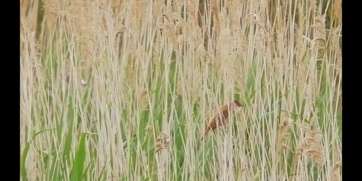 Great Reed Warbler - Ornitocampero Haritz Sarasa