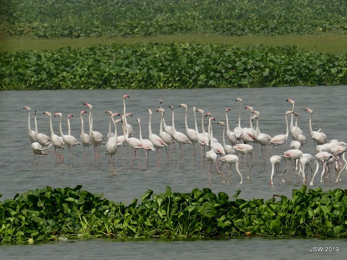 Greater Flamingo - Jaswinder Waraich
