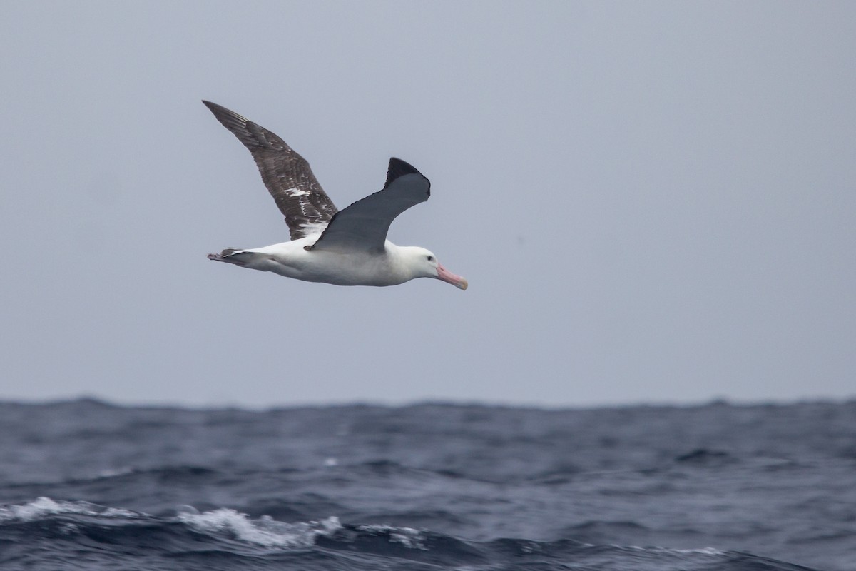Antipodean Albatross (Gibson's) - ML162438321