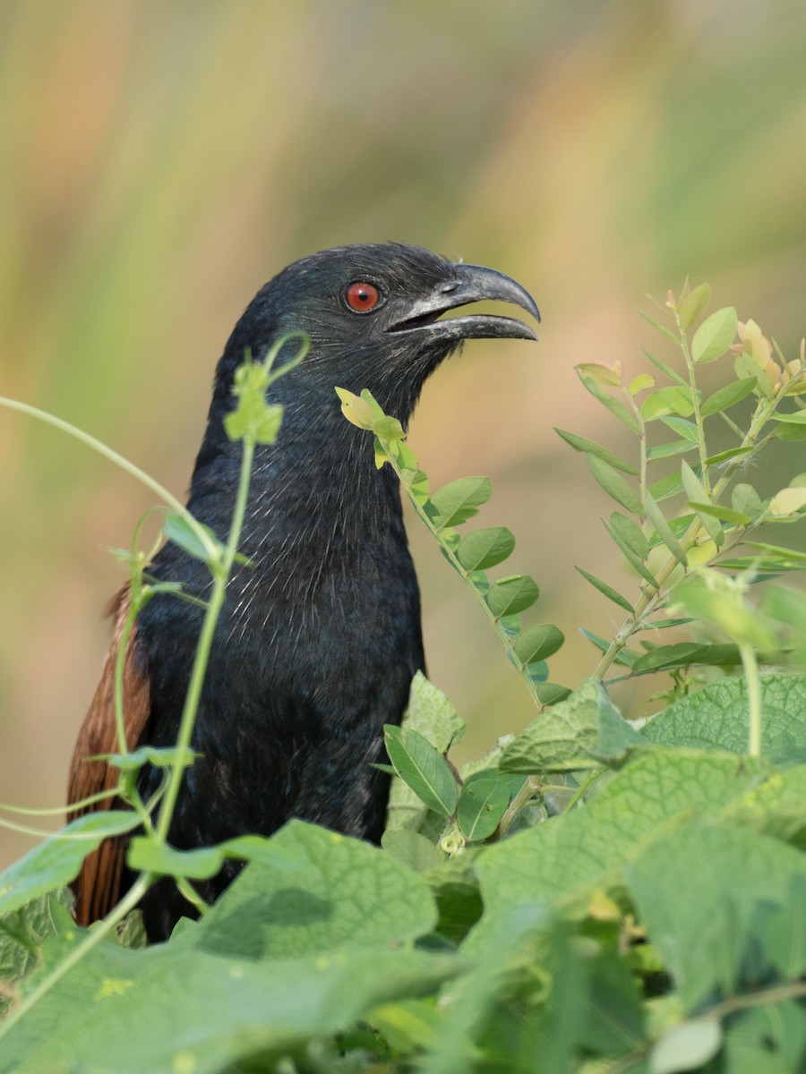 Greater Coucal - Anonymous