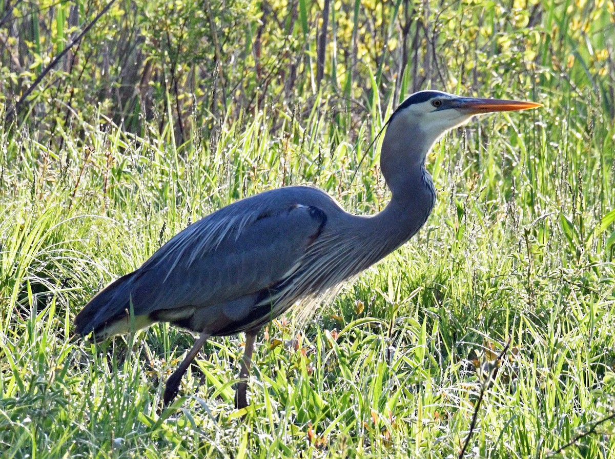 Great Blue Heron - Brian Carruthers